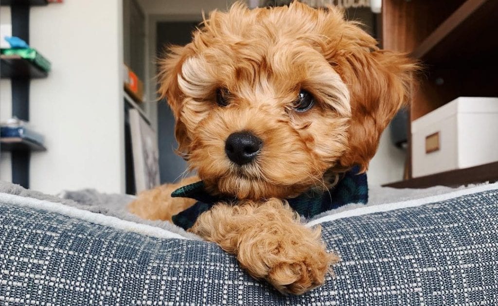 cavapoo poodle mix