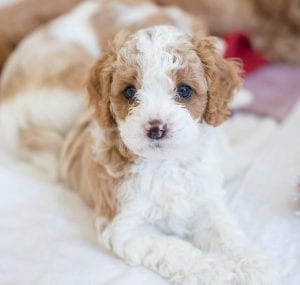 cavapoo teddy bear dog