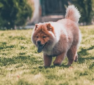 chow chow teddy bear dog