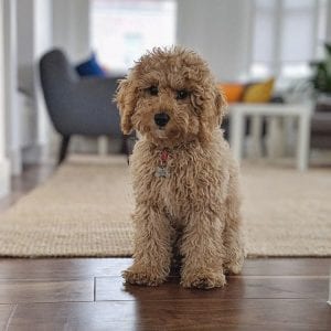 cockapoo teddy bear dog