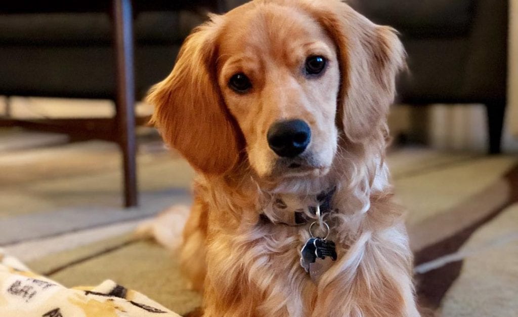 golden cocker retriever