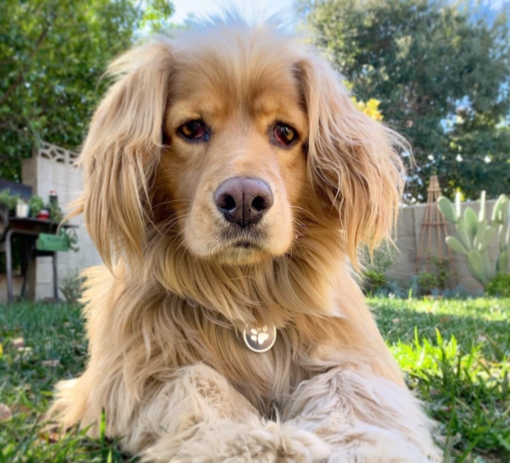 golden cocker retriever mix dog