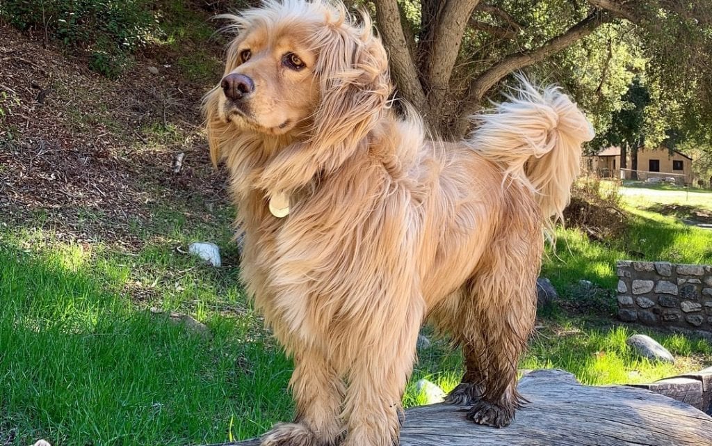 golden cocker retriever shed