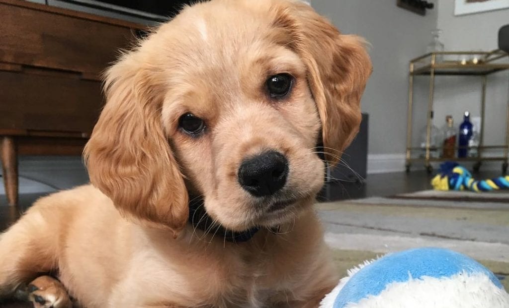 golden cocker retriever spaniel mix dog breed