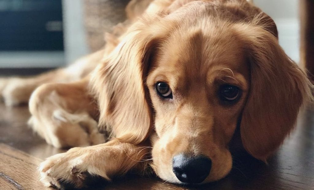 golden cocker retriever spaniel mix dog breed