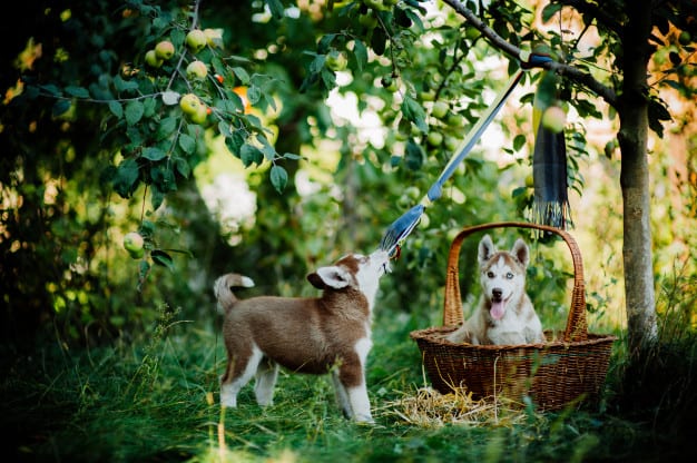 husky dogs playing