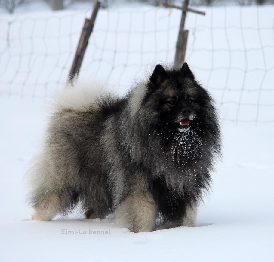 keeshond teddy bear dog