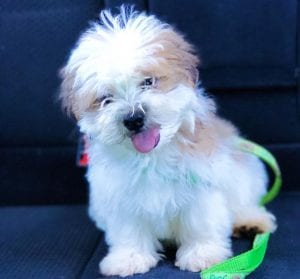 lhasa apso teddy bear dog