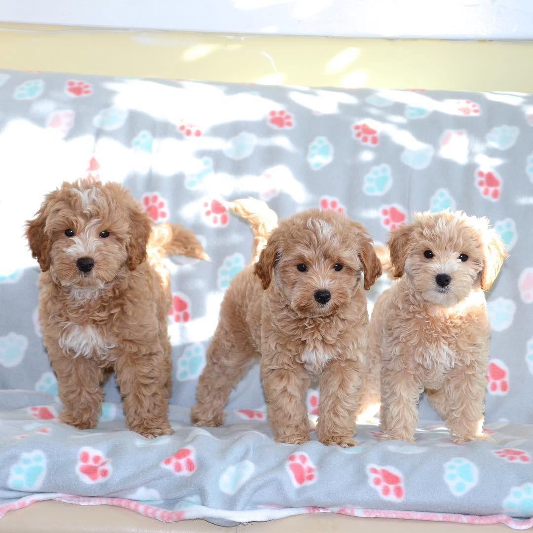 Miniature Goldendoodle Teddy Bear Dog