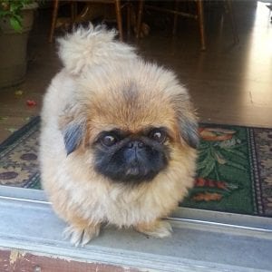 pekingese teddy bear dog