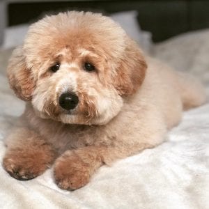 poochon teddy bear dog