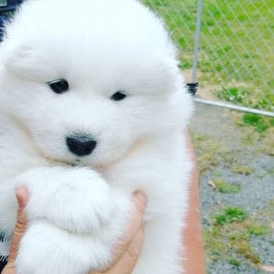 samoyed teddy bear dog breed