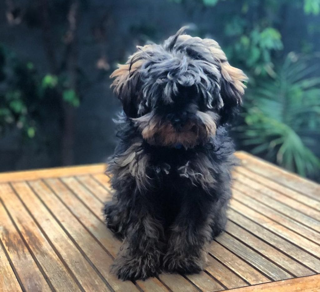 schnoodle teddy bear dog