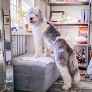 sheepadoodle teddy bear dog