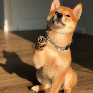 shiba inu teddy bear dog