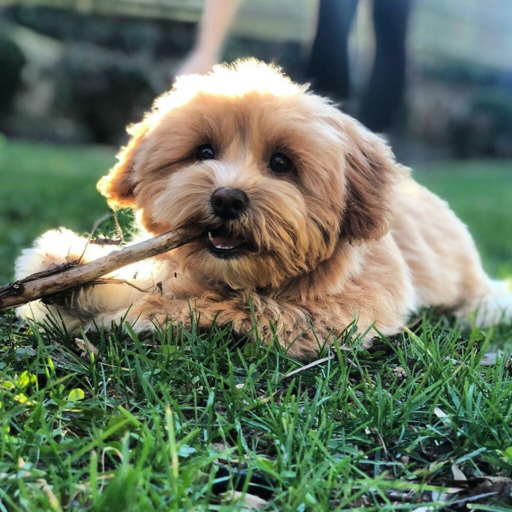 shih poo teddy bear dog