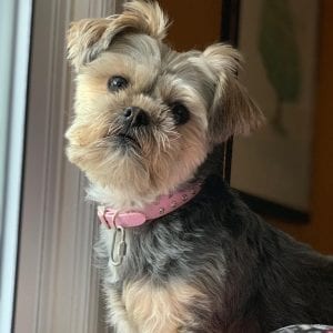 shorkie teddy bear dog