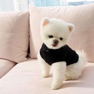 teddy-bear-pomeranian