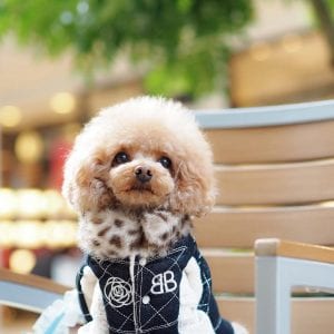 toy poodle teddy bear dog