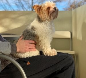 yorkshire terrier teddy bear dog