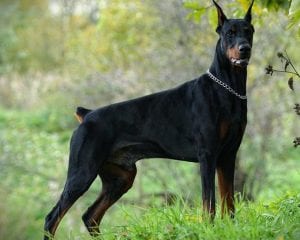 Doberman-Pinscher