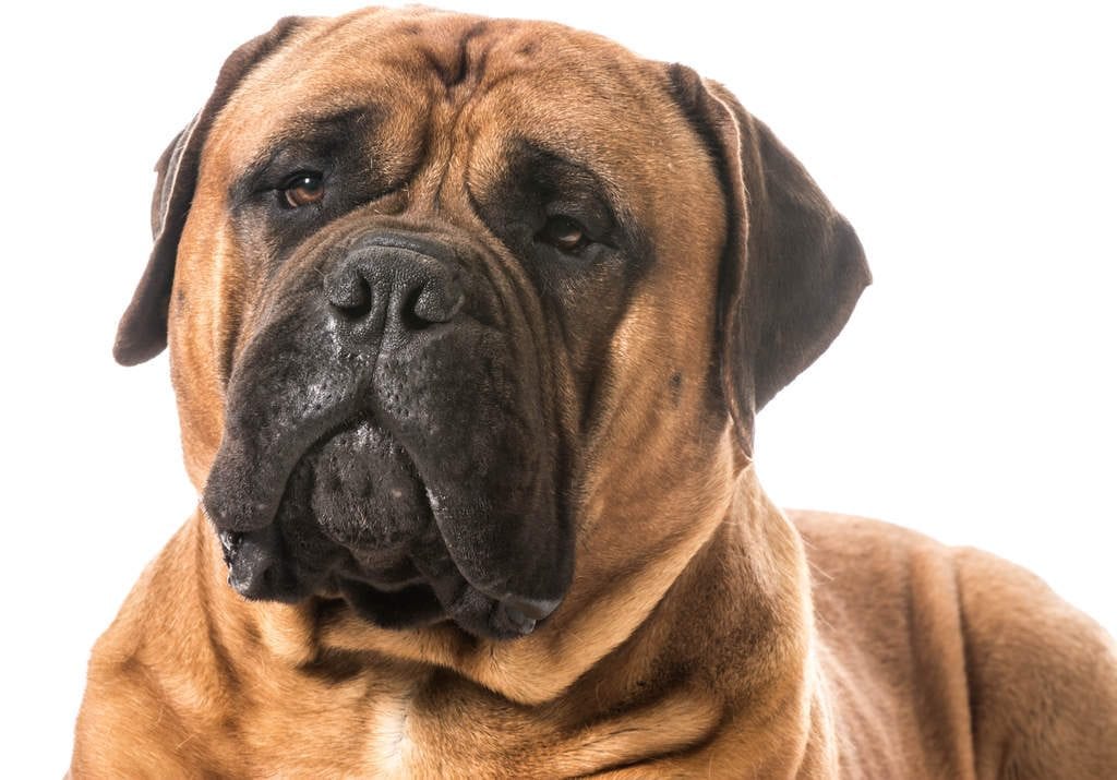 Dog-Bullmastiff