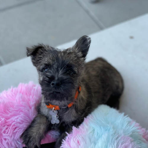 cairn-terrier-dogs-5