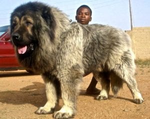 caucasian-shepherd-dogs