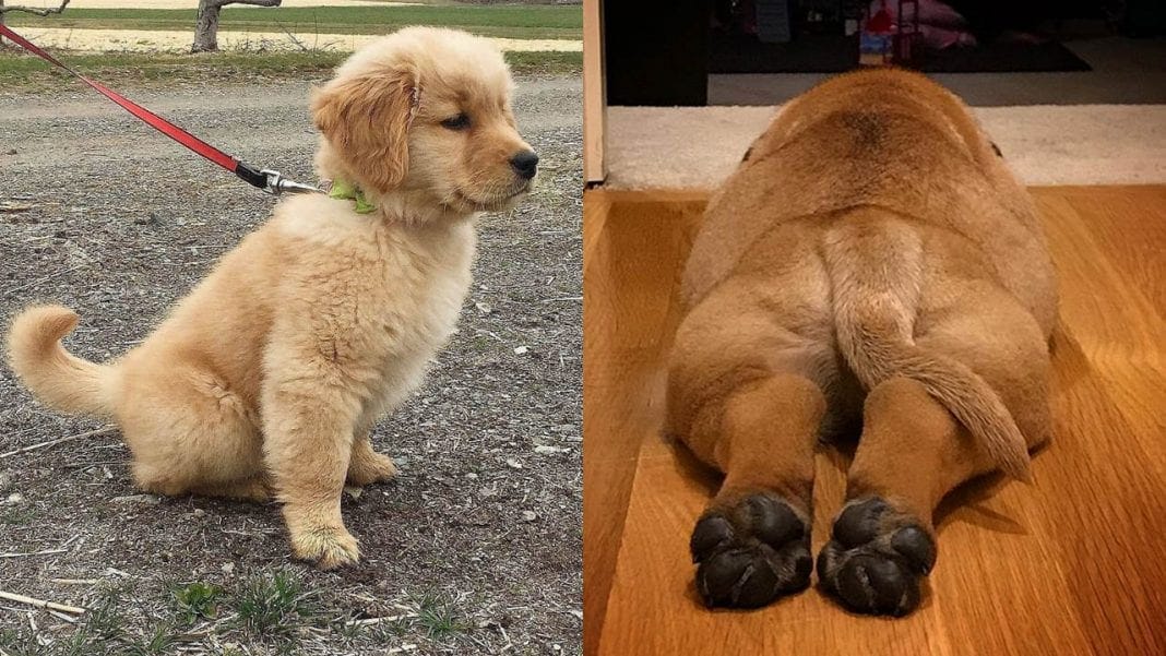 What a Dog's Tail Tells You 2 dog-tails-tells-you