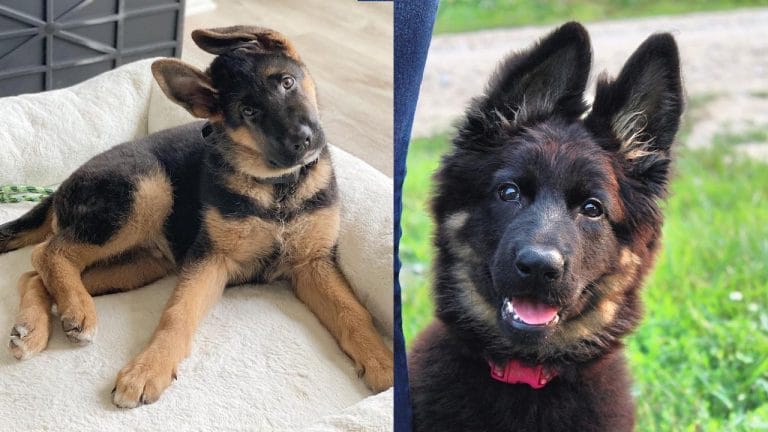 German Shepherd Dog Facts and Information 1 german-shepherd-dog-facts