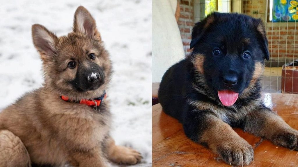 german-shepherd-dogs