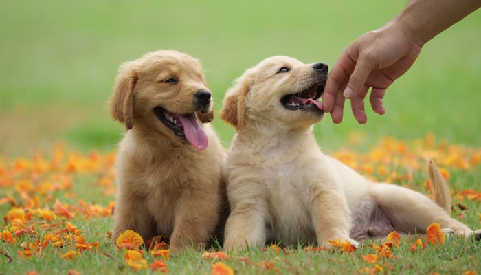 golden retriever puppy