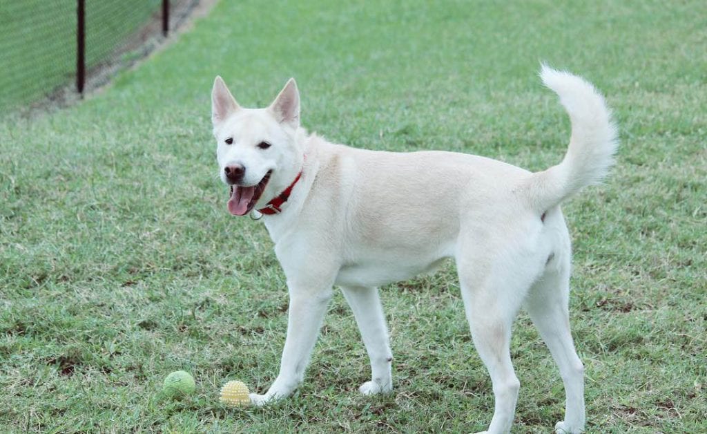 lab husky mix puppy