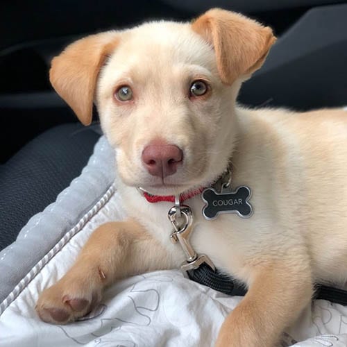 lab husky mix puppy