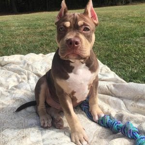 mini pitbull