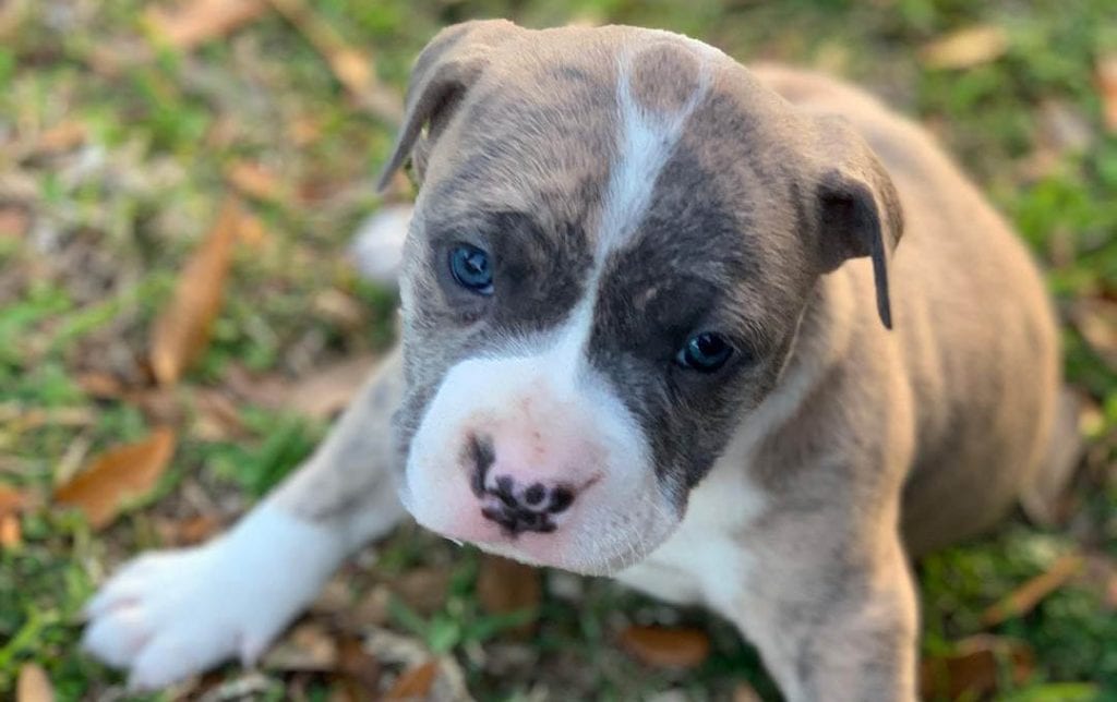 pocket pitbull puppy