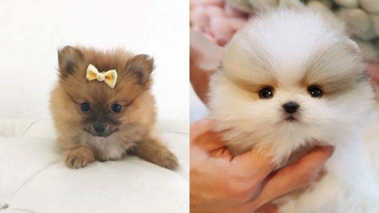 pomeranian-dogs