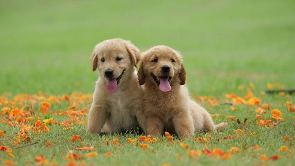 two golden retriever puppies