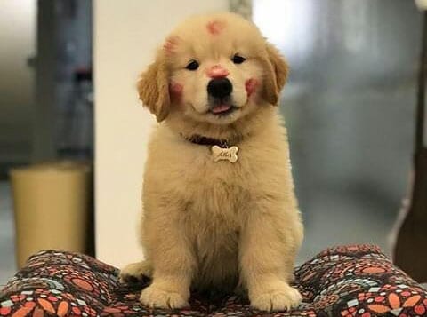 golden-retriever-puppies