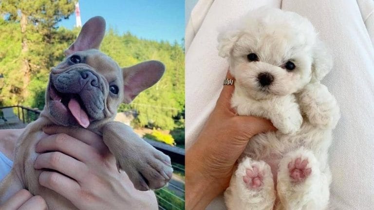 10 Ways to Bond With Your New Dog 1 10-Ways-to-Bond-With-Your-New-Dog