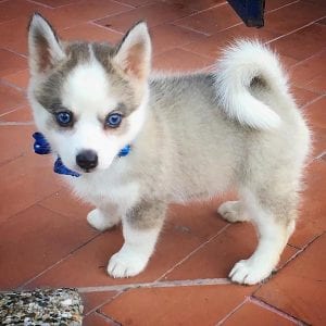 pomeranian husky puppy