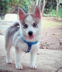 teacup pomeranian husky