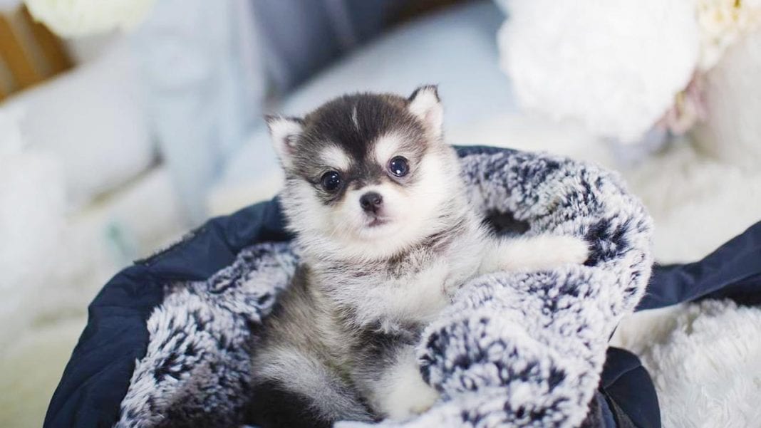 teacup-pomsky