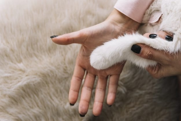 lovely-pets-composition-with-white-cat