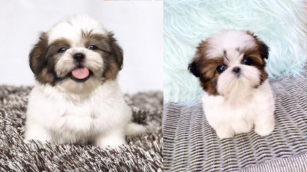 teacup-shih-poo-puppies