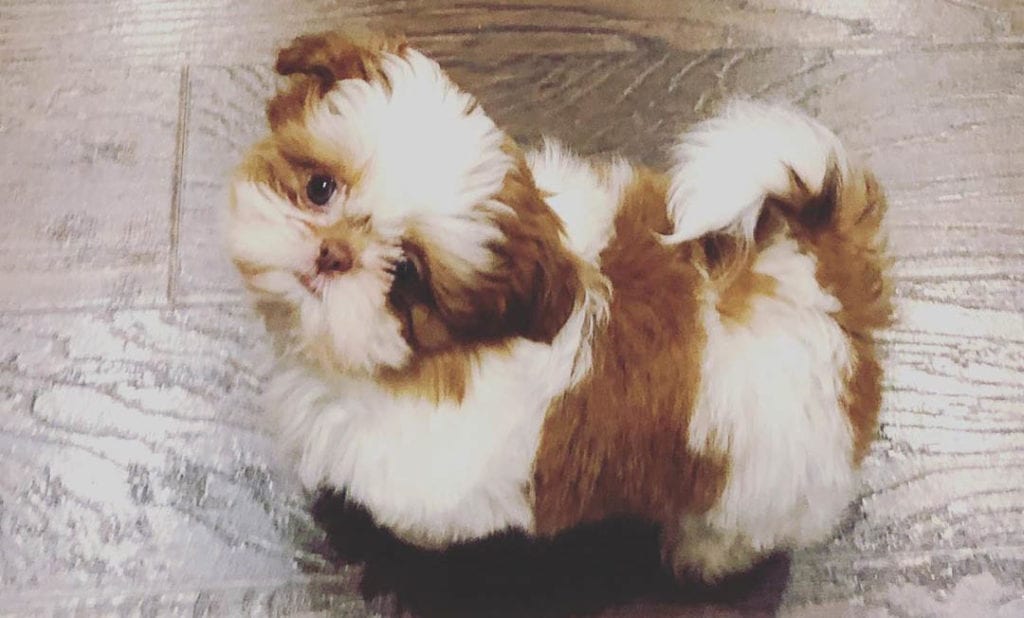 teacup-shih-poo-puppies