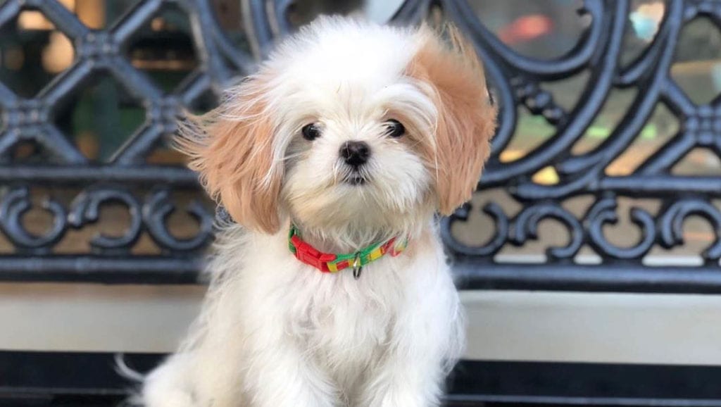 teacup-shih-poo-puppies