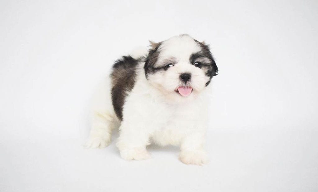 shih tzu small dog breeds