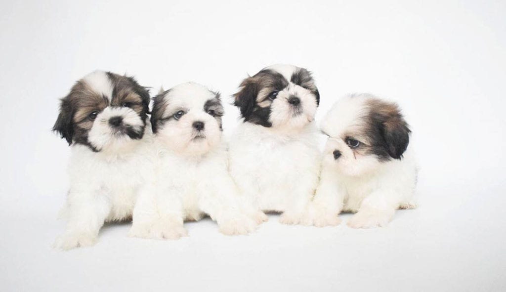 teacup-shih-poo-puppies