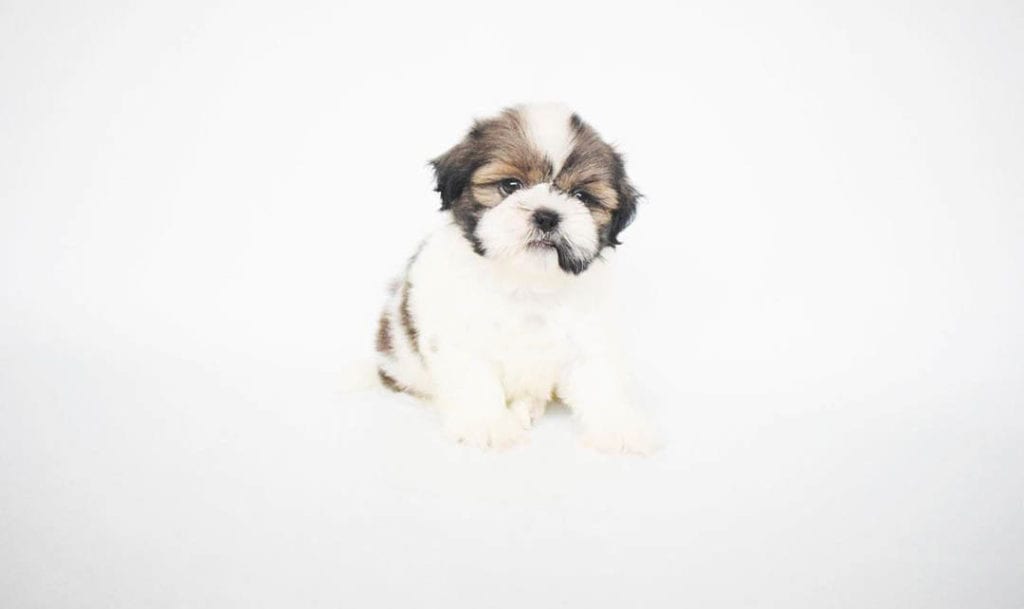 teacup-shih-tzu-puppies